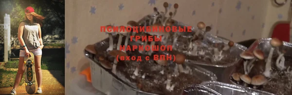 ПСИЛОЦИБИНОВЫЕ ГРИБЫ Заводоуковск